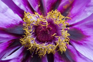 Read more about the article How Can I Make My Perfume Last Longer?