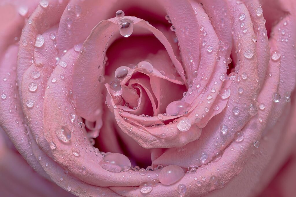 The Best Floral Perfumes For Those Who Love Roses