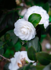 Read more about the article 44. Niche Fragrances That Match Your Astrological Sign