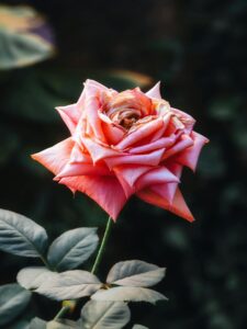 Read more about the article 91. Create A Custom Perfume Based On Your Zodiac Sign