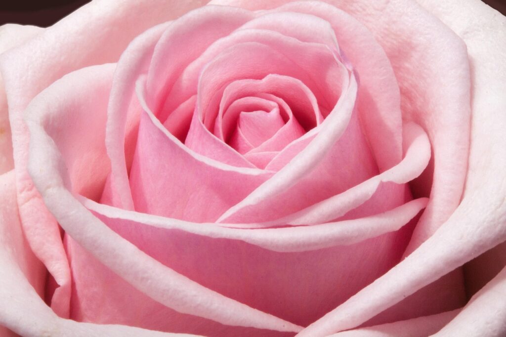 What Smell Do People Love The Most?