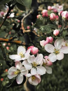 Read more about the article Perfume Layering: How To Create A Unique Signature Scent