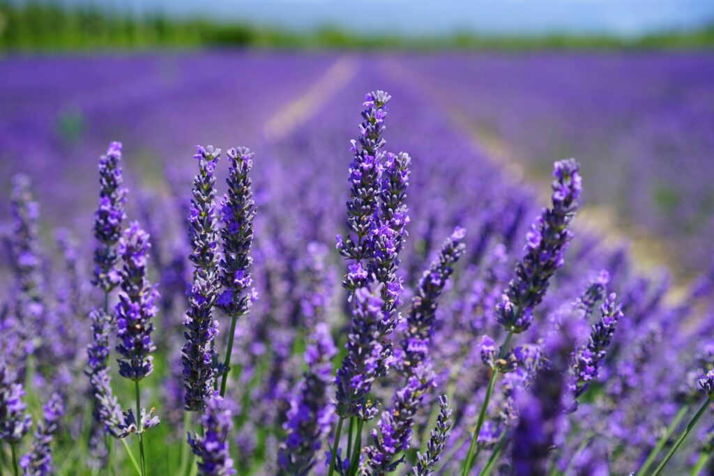 Seasonal Perfume Guides