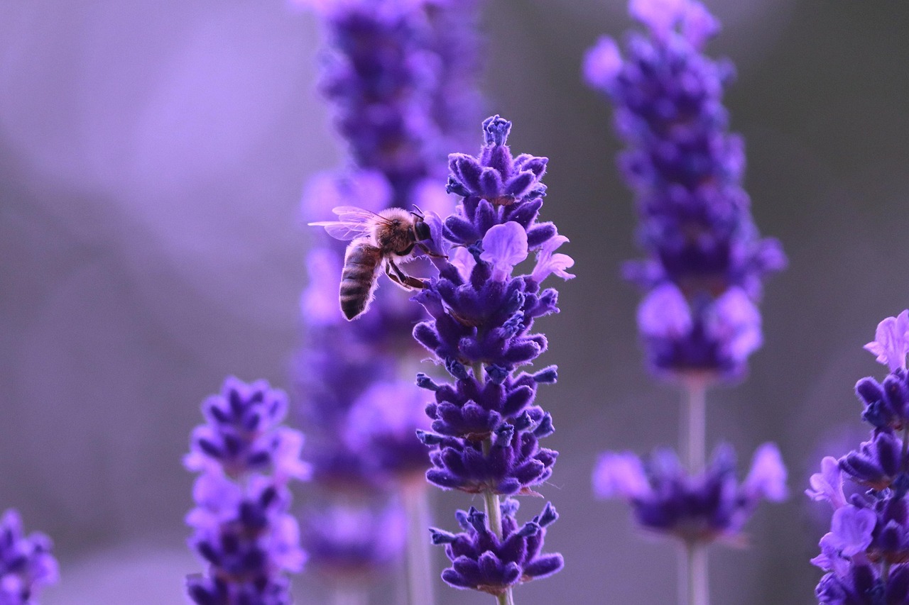 Read more about the article The Most Iconic Perfumes In History And Why They Endure
