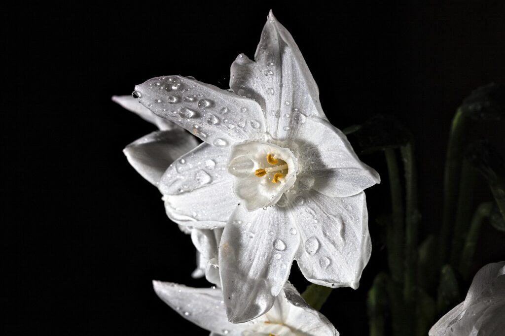 The Most Iconic Perfumes In History And Why They Endure